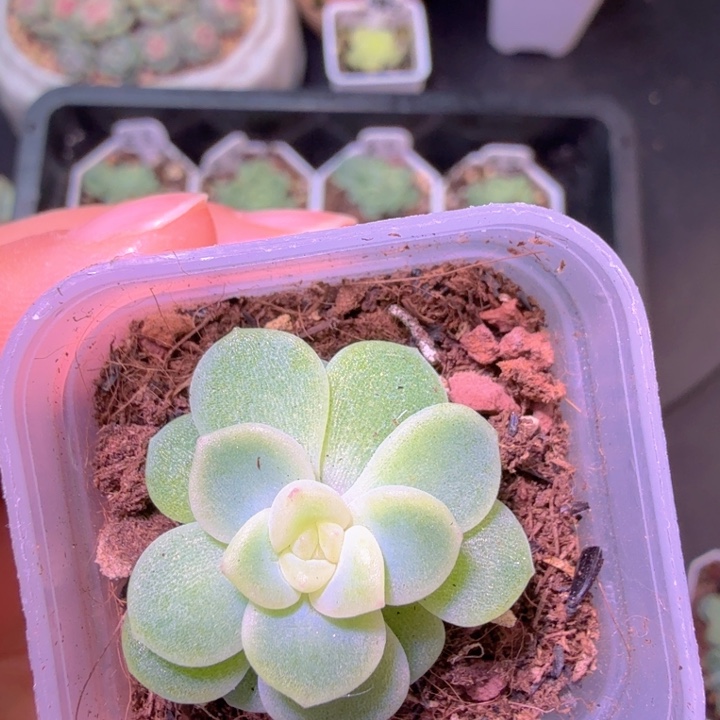 奶油财富开播福利特