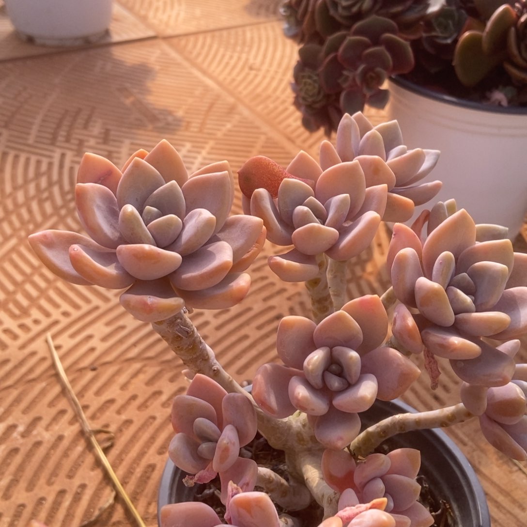 东美人多肉多肉多肉多肉