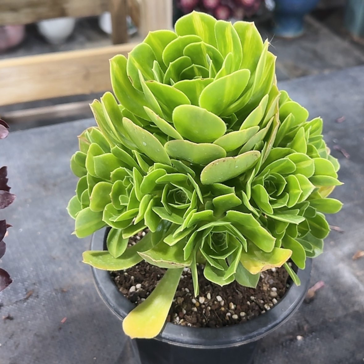 【闪购商品】法师多肉