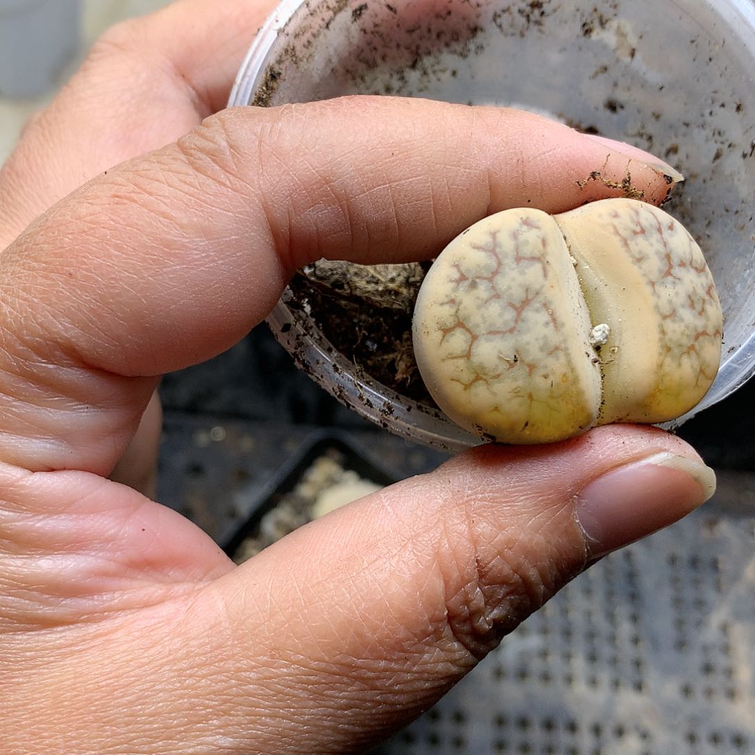 D448多肉植物保护