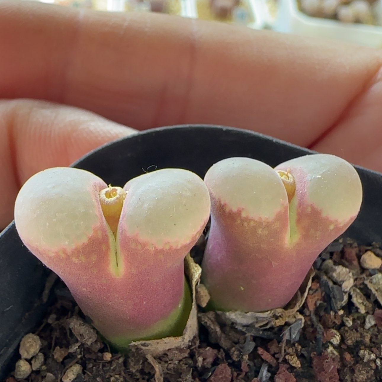 【闪购商品】0280福利紫白窗风铃