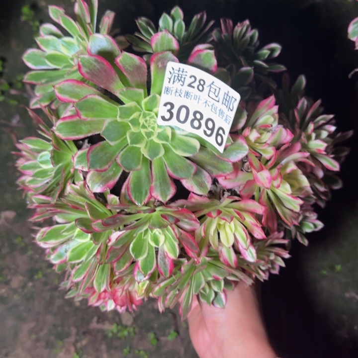 30896天和不包断枝