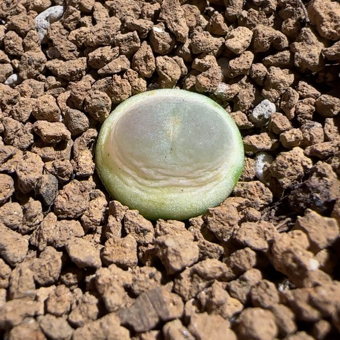 肉锥多肉植物组合-日式拉登1223