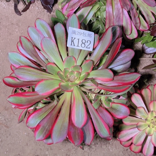182丽娜多肉植物