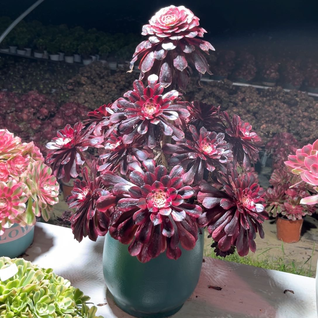 马*多肉植物美肌594