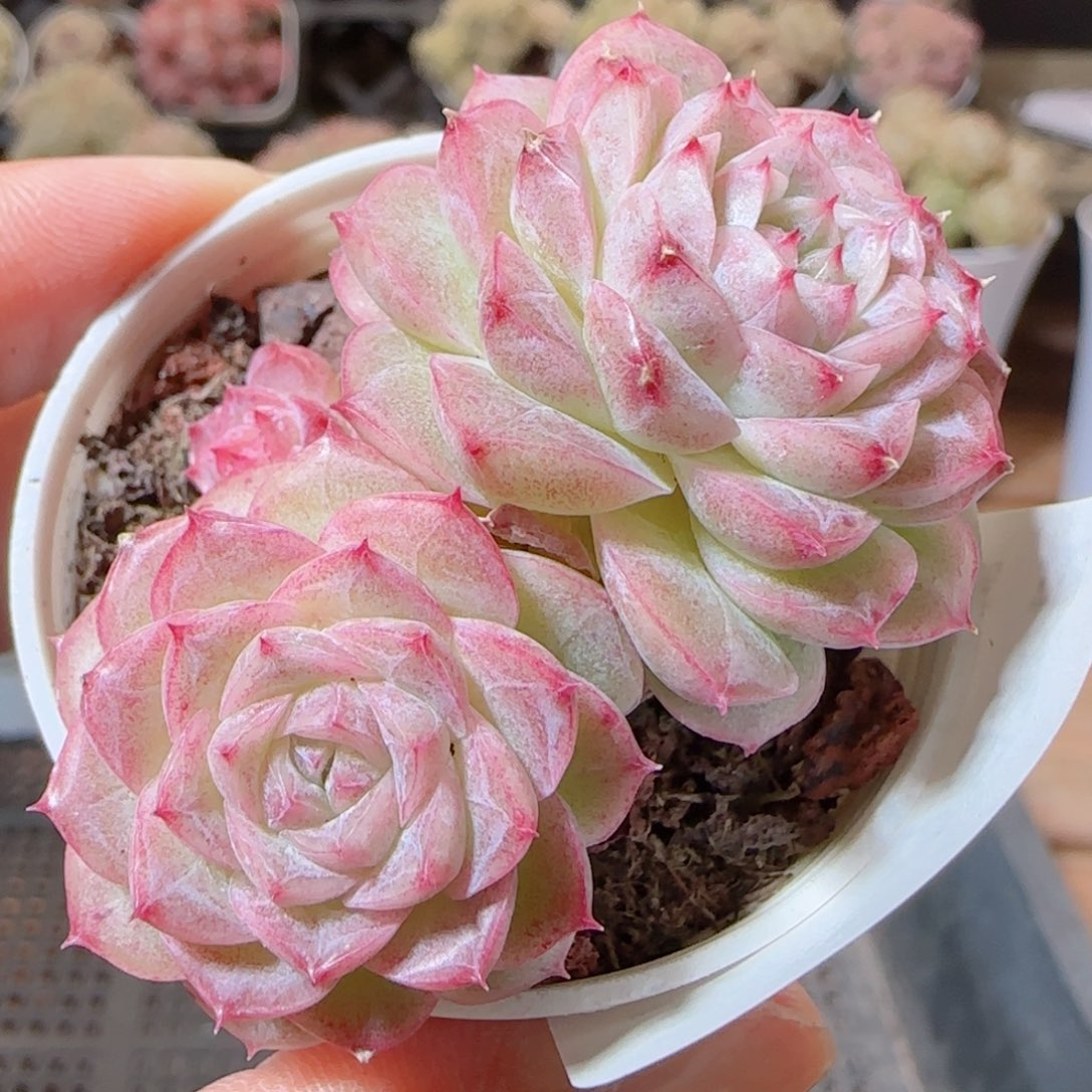 花语多肉1226-52麦秆散