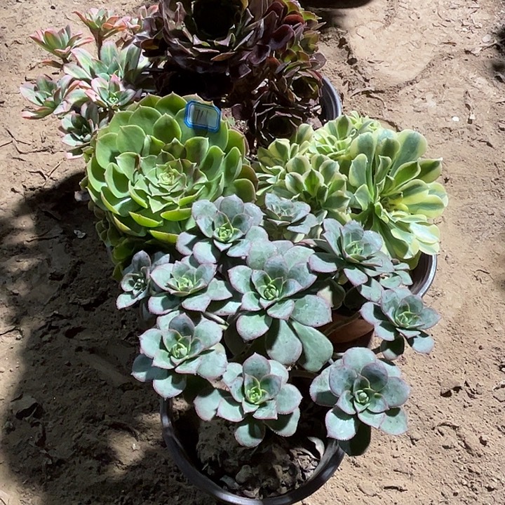 711多肉植物瑕疵特价，