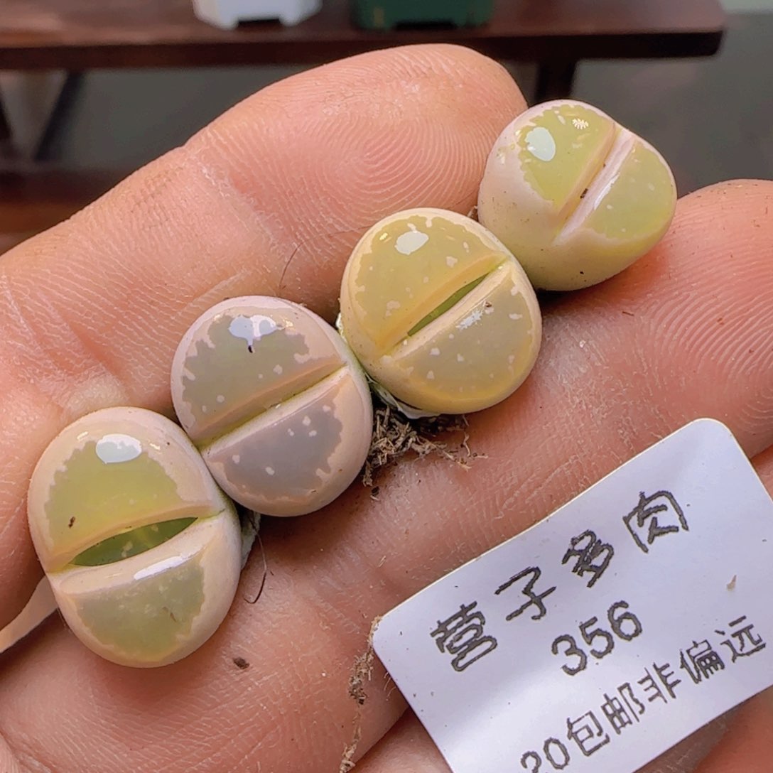 橄榄福利。             