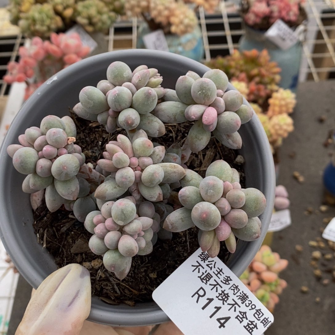 香水手指114/8c m