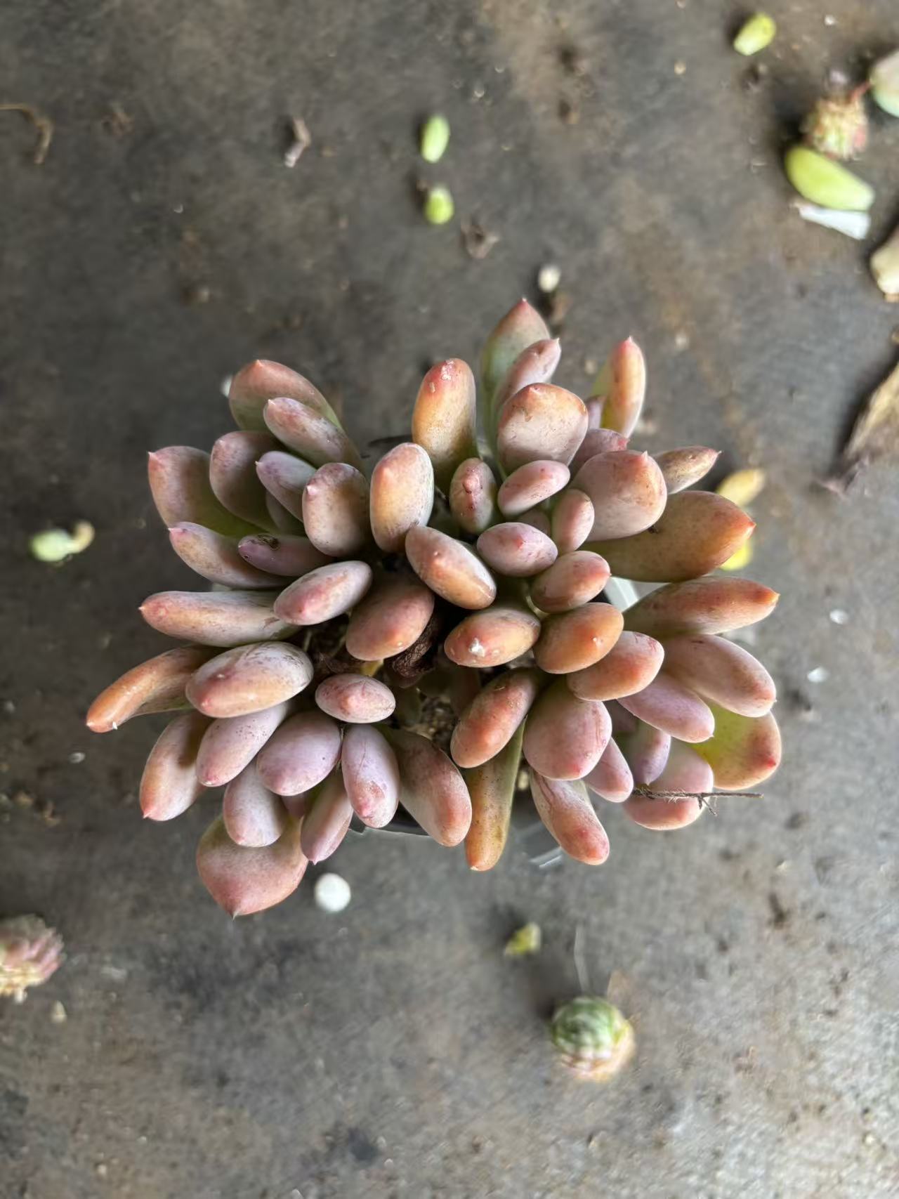 灰姑娘脱土发货适合阳台栽种的多肉植物