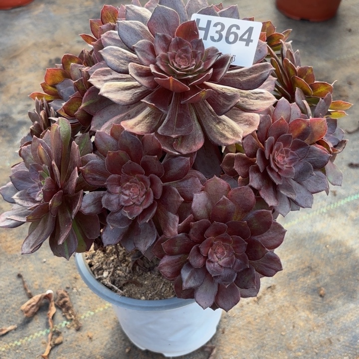 瑞妈，，。。。。。364灰姑娘，