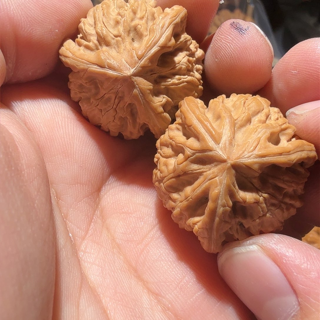 文玩核桃把件陈*御龙正奔