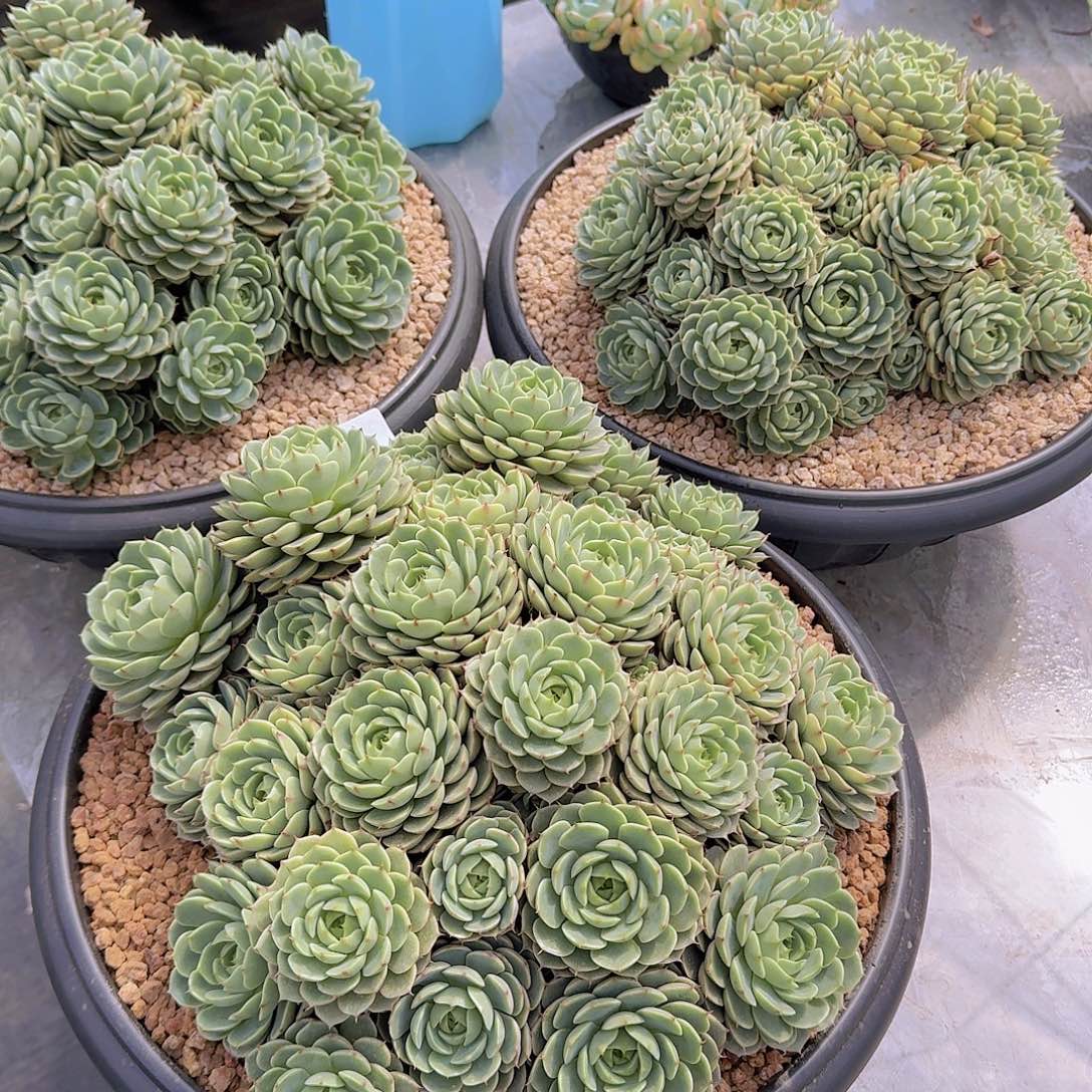 蛋***卷2203本巴多肉植物3颗