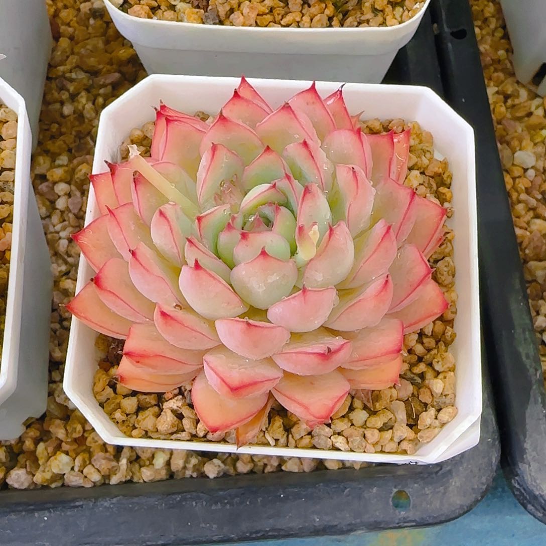 织荷，206、仙农出品