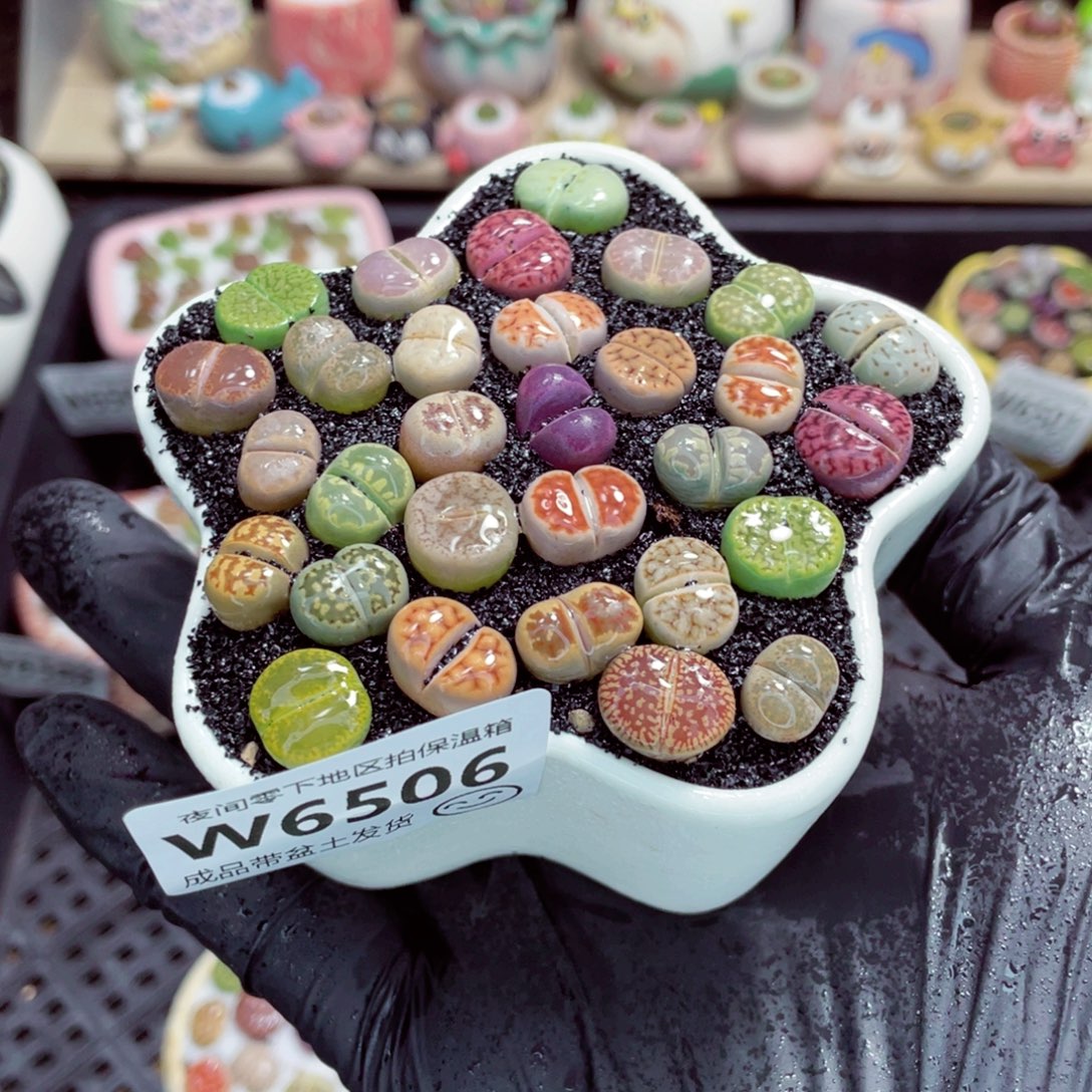 夜间零下地区拍保温箱w6506