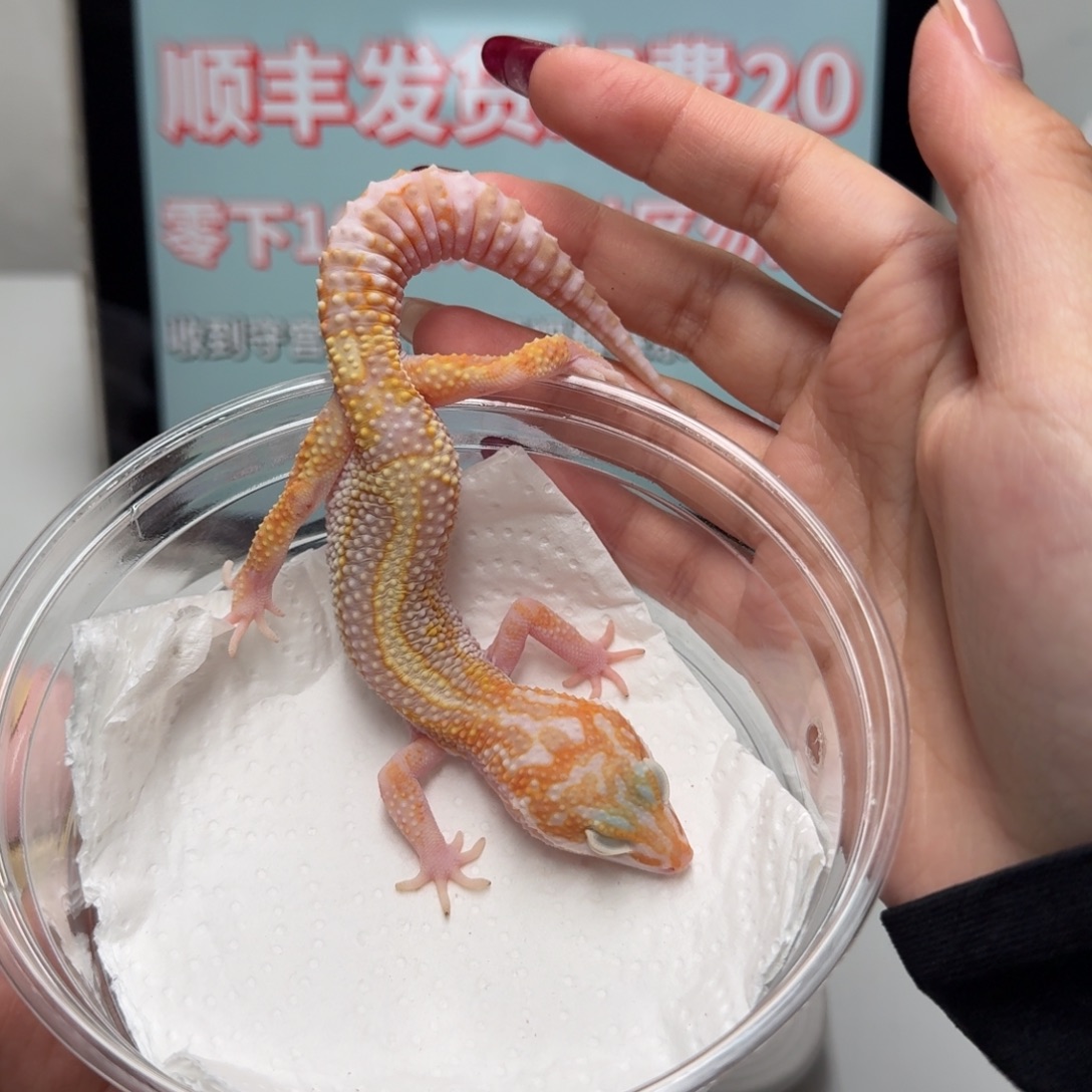 豹纹守宫白化蜡笔川普妹妹