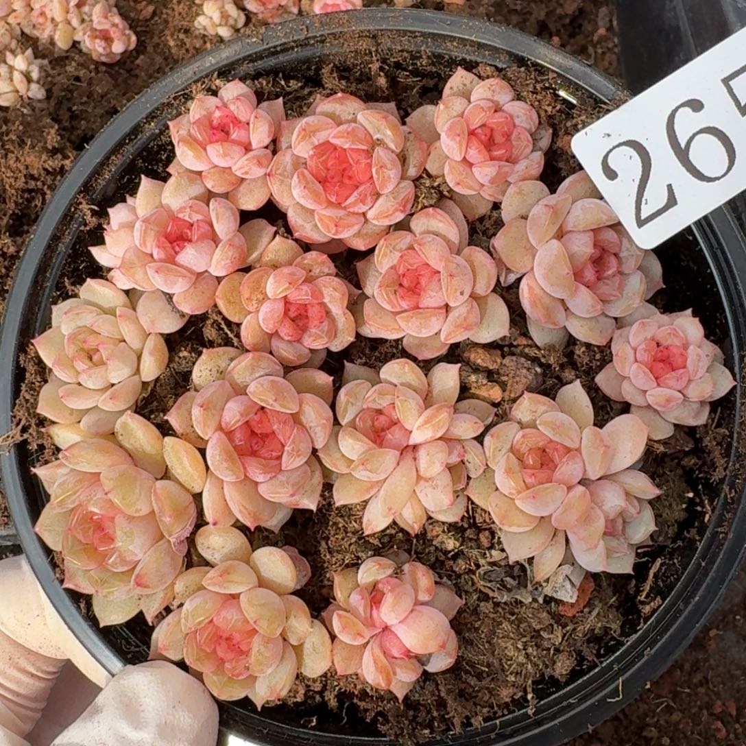 多肉植物多肉植物265