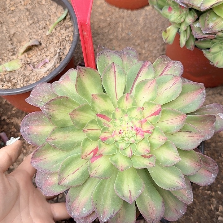 3-1633知否多肉法师