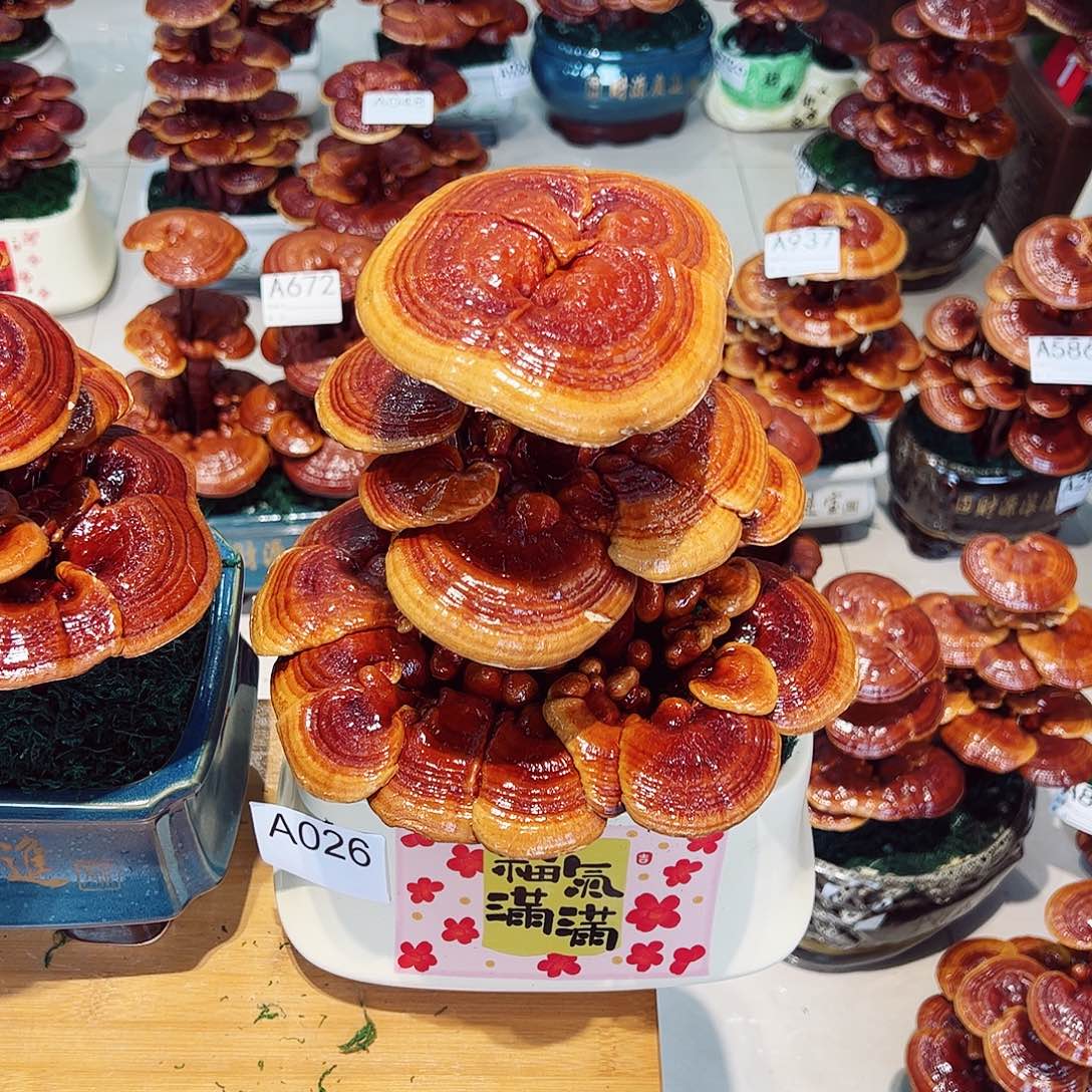 无花朵灵芝盆景026