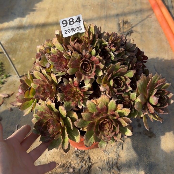 红丝绒……多肉植物……
