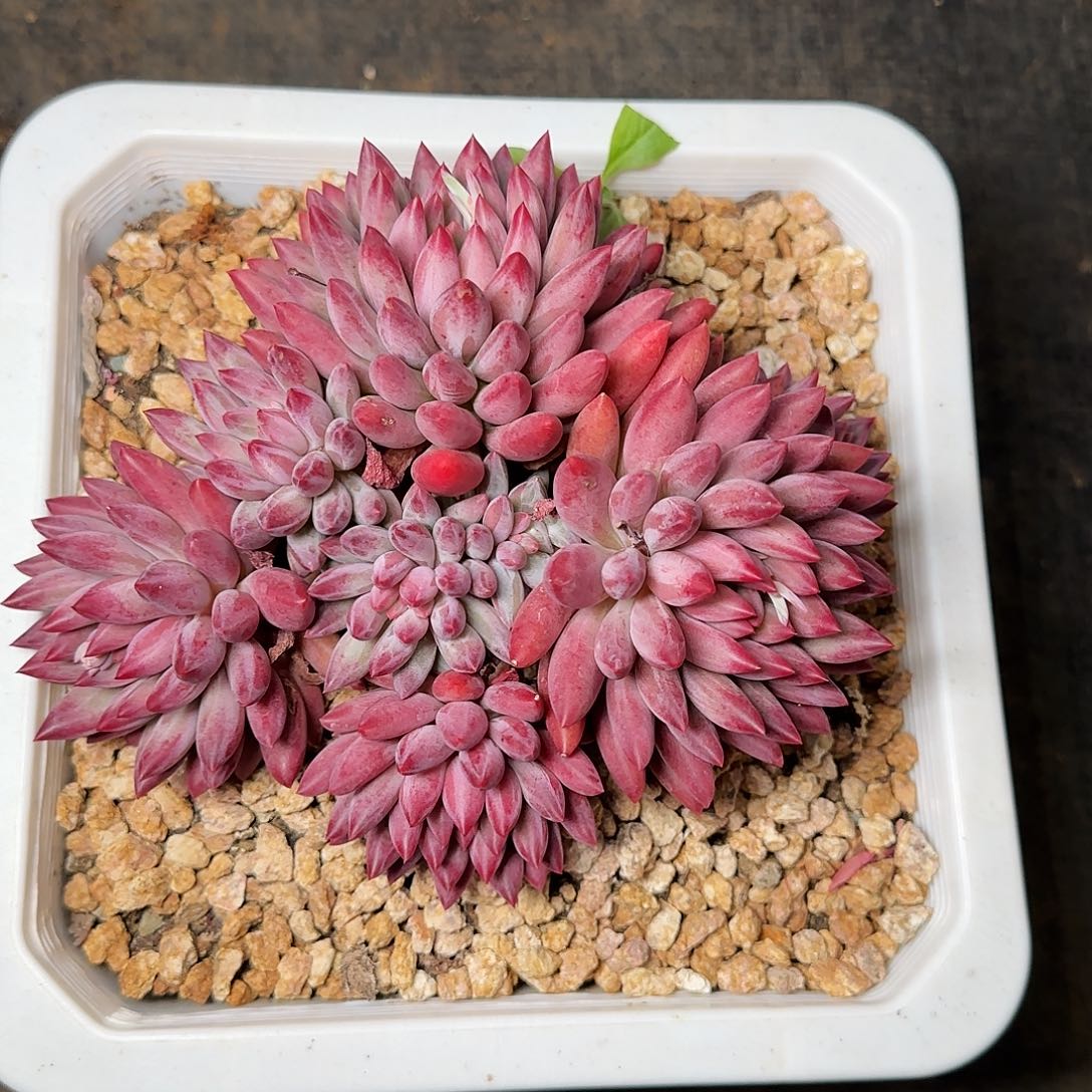 虞美人多肉植物多肉