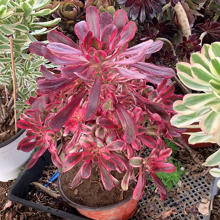 香多肉植物多肉501