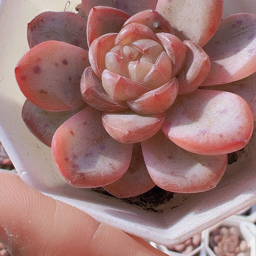 粉星星珍妮单头19包邮