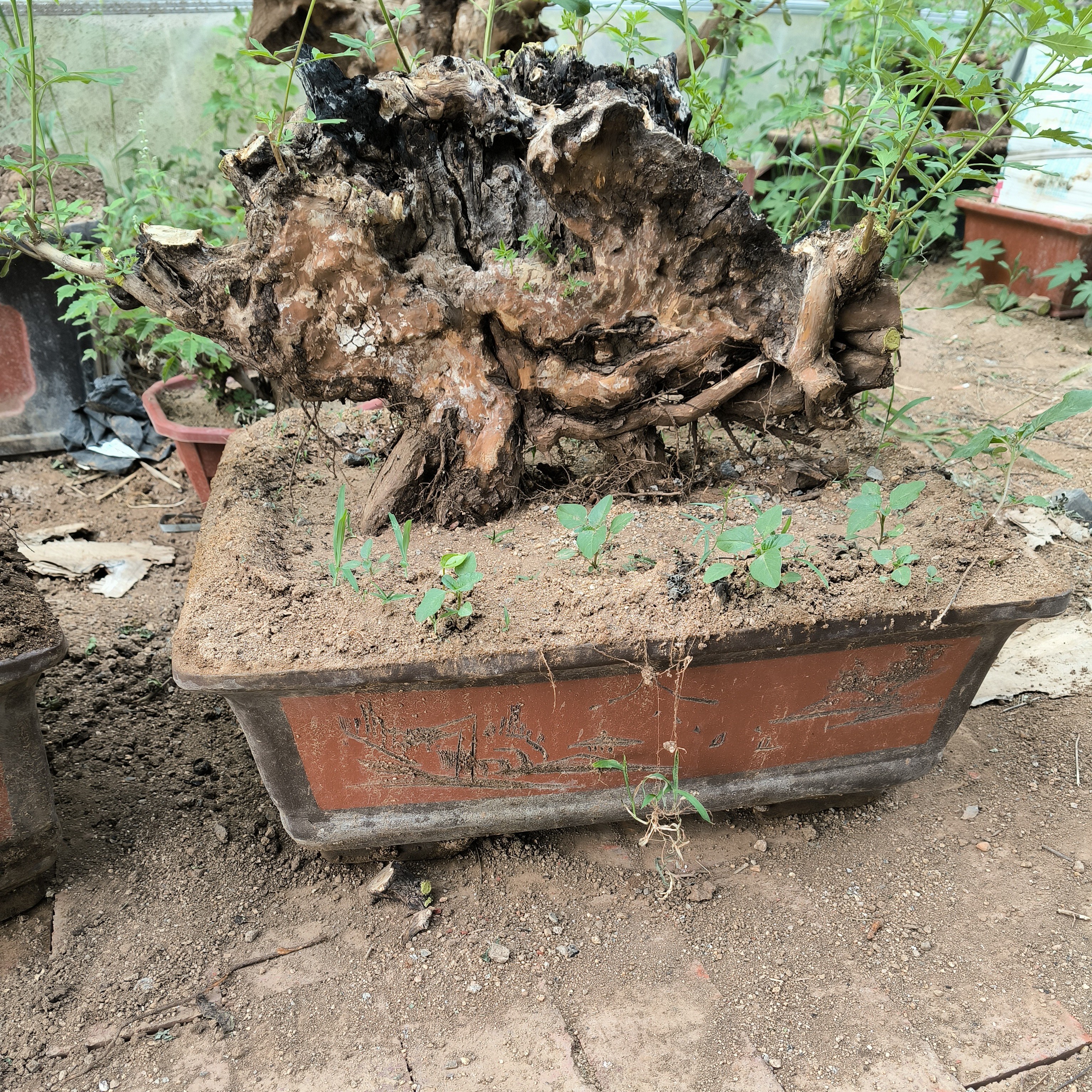 黄荆盆景老桩精品熟桩（直播时，一物一拍）