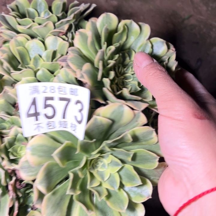 绿豆沙多肉植物法师4573