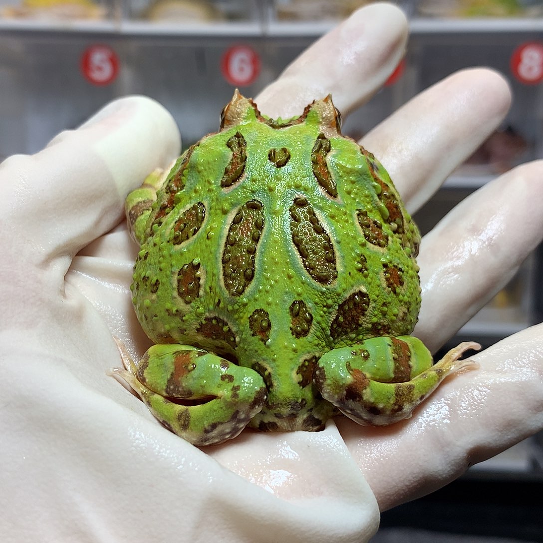 角蛙4002 光圈绿角