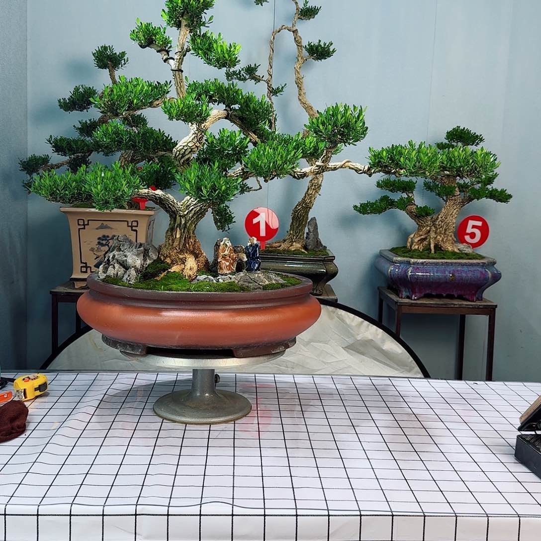 湖广东皱皮雀舌黄杨