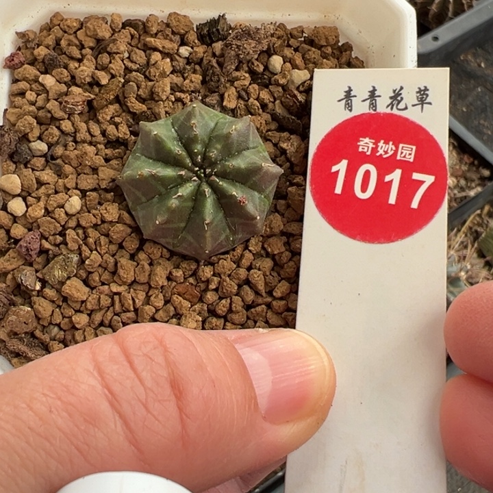 实生紫皮法丽达2.5cm