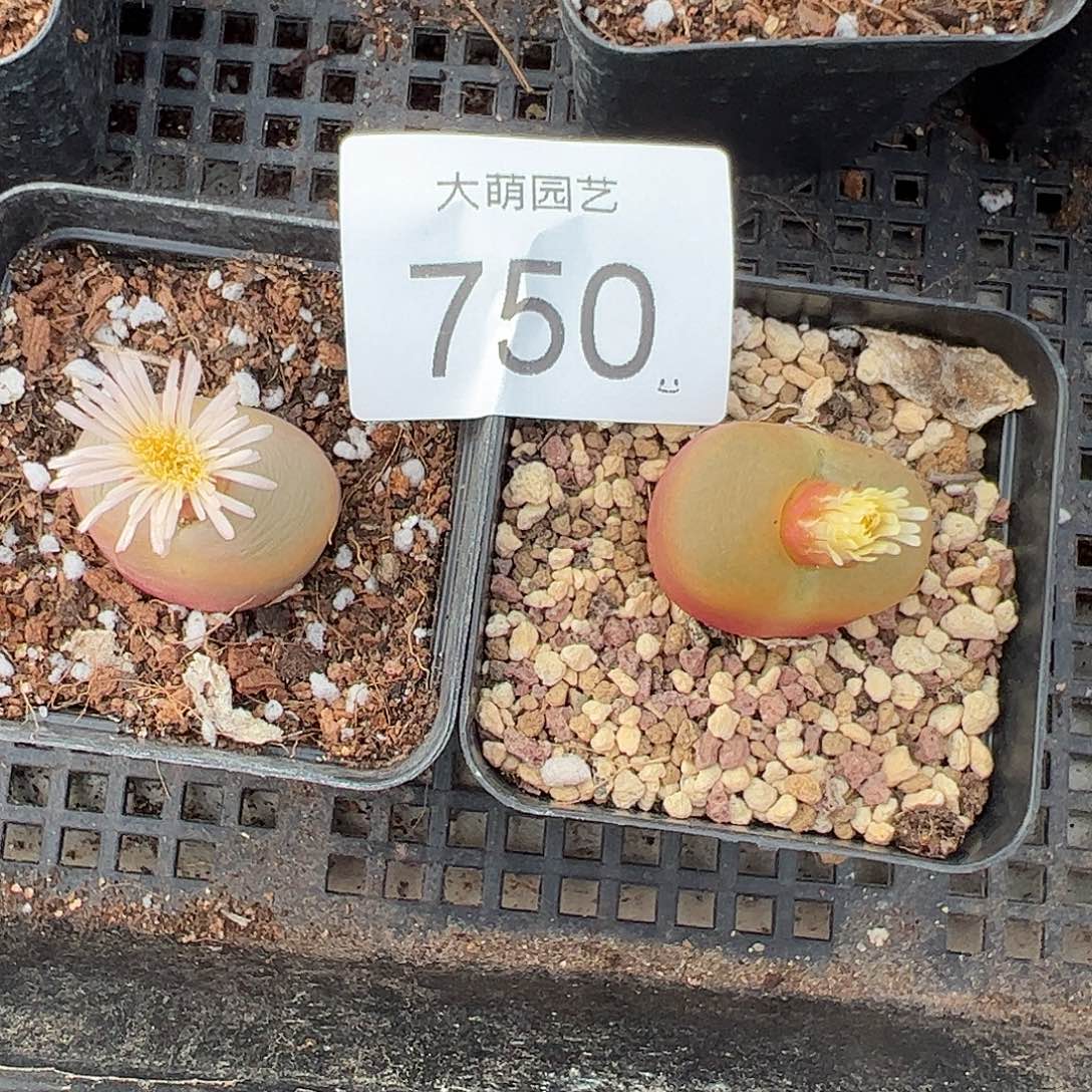 一物一拍脱土发2颗大水蜜桃。 750