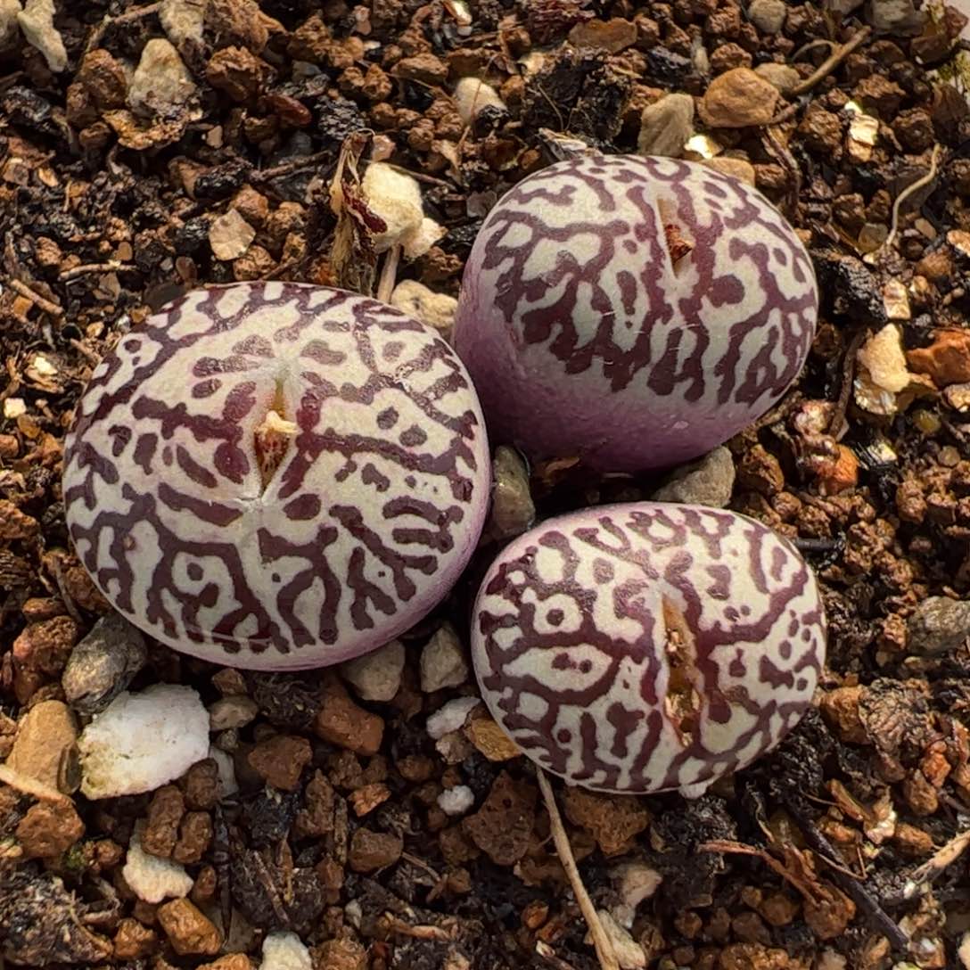 745多肉植物百科