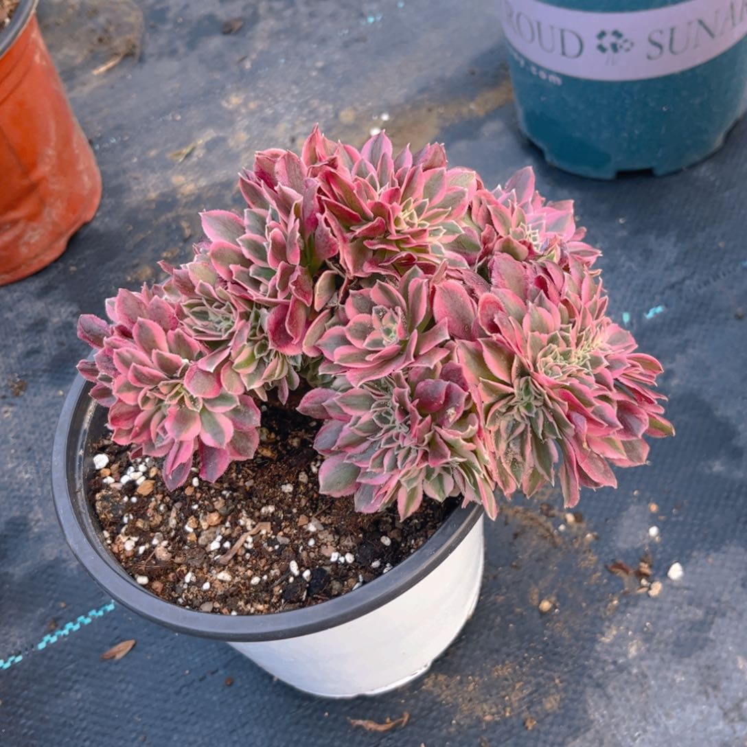 法师法师法师136