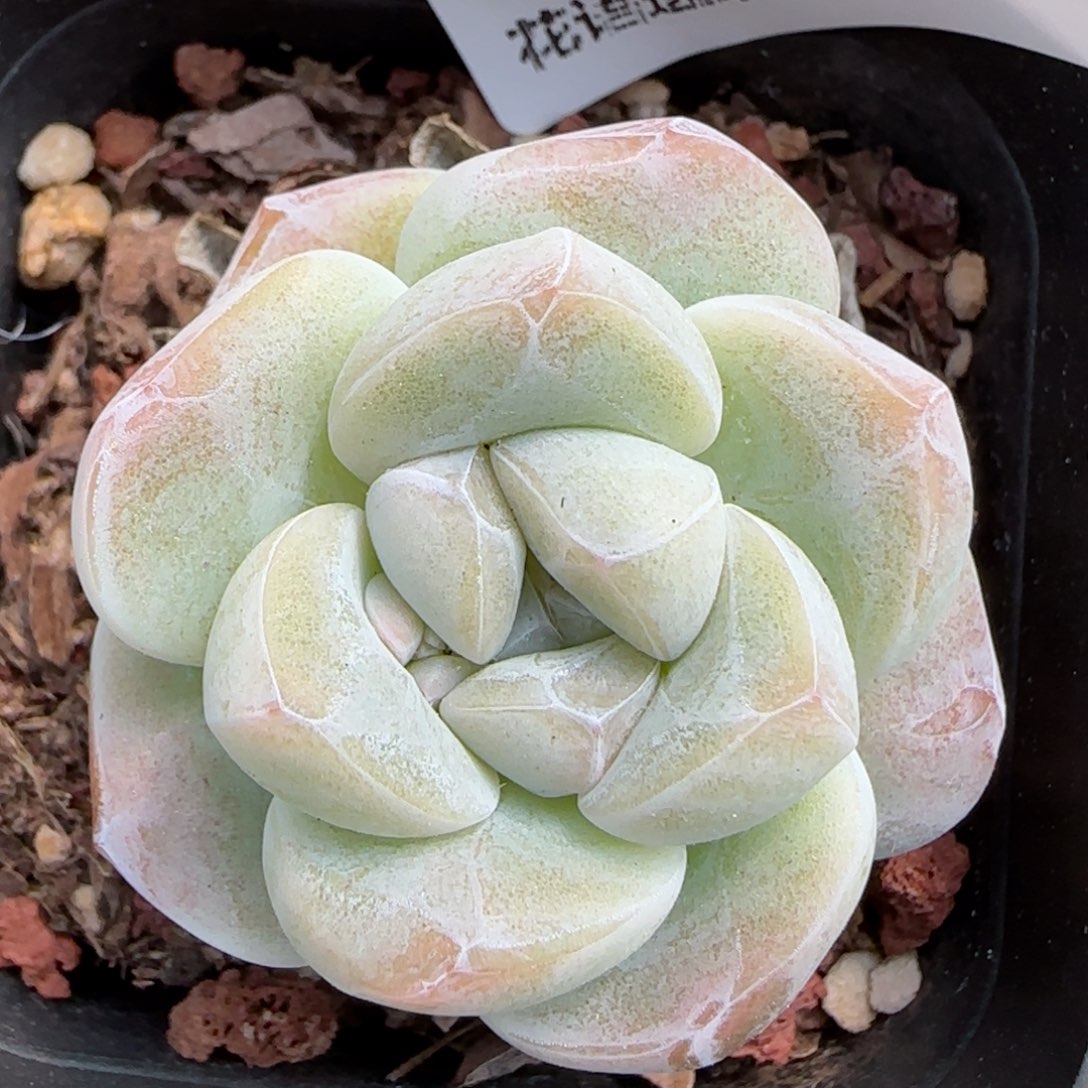 花语逸境0222-358