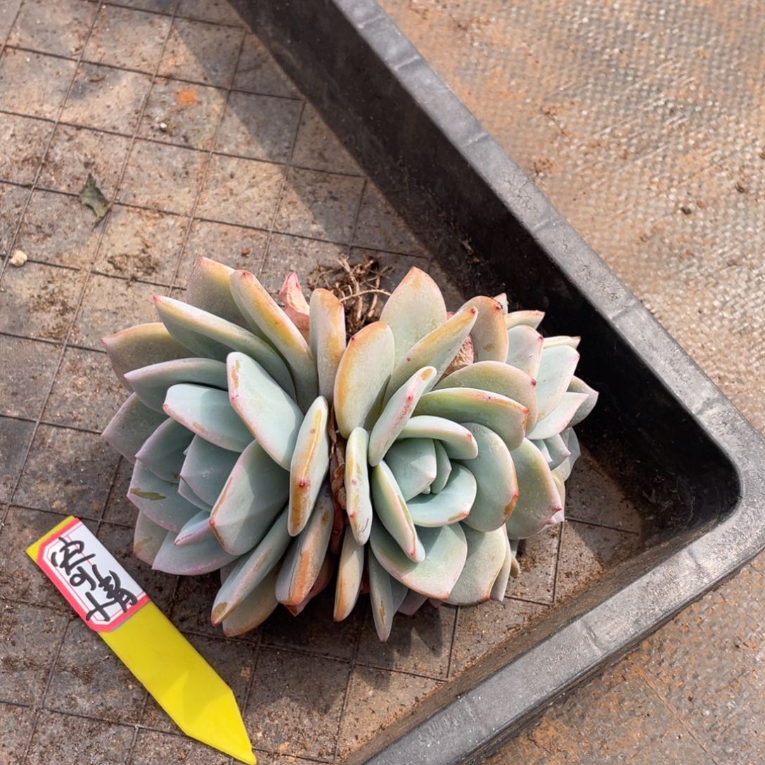 寄*姐姐我在挑战自己想