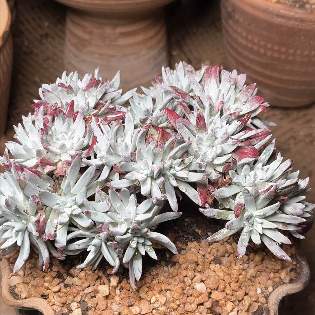 8716海瑟白菊仙女杯多肉