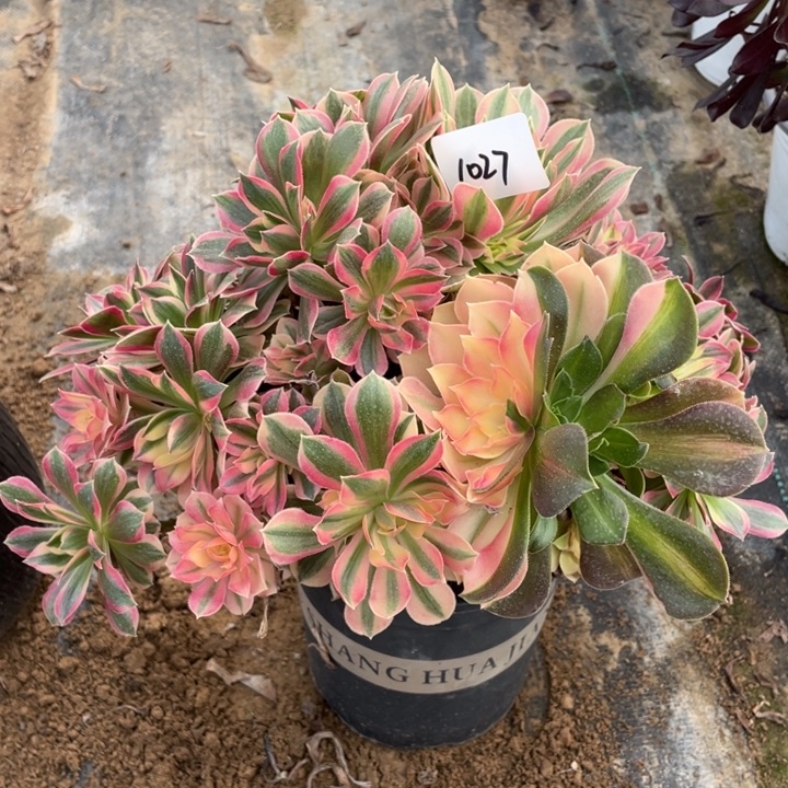 法师植物女巫1027