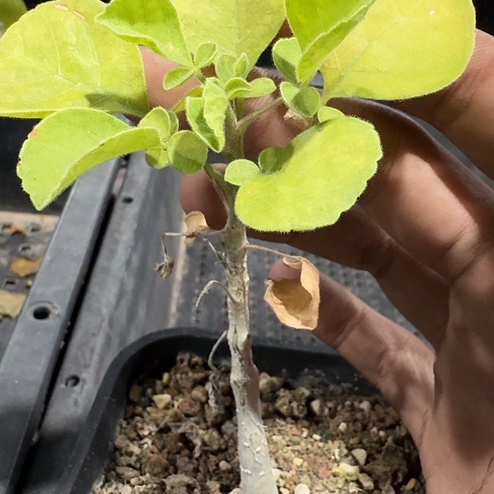 白皮地钉实生块根