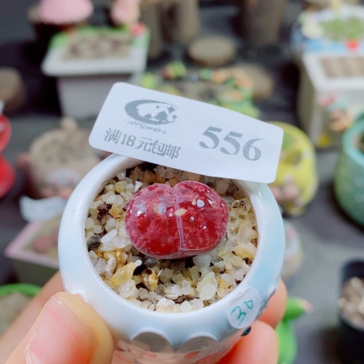 ****࿐生石花花花花花花556