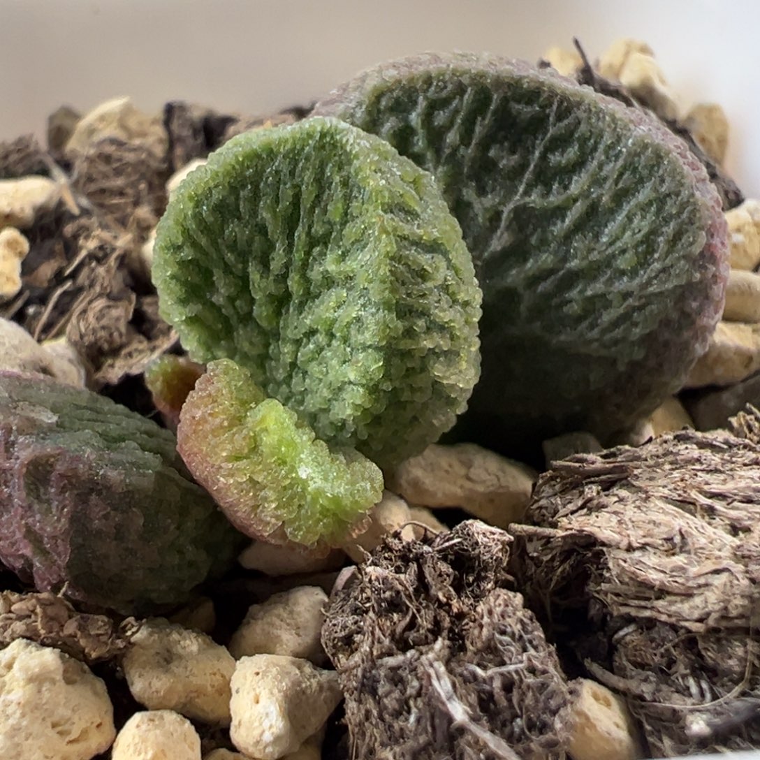 福利款实生新品大苗多肉植物