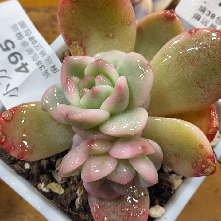 495梦露锦底座三头福伦锦凑包邮