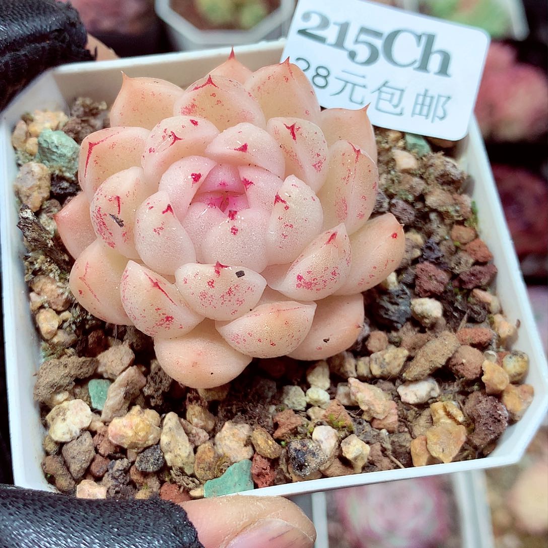 5厘米盆精控多肉215