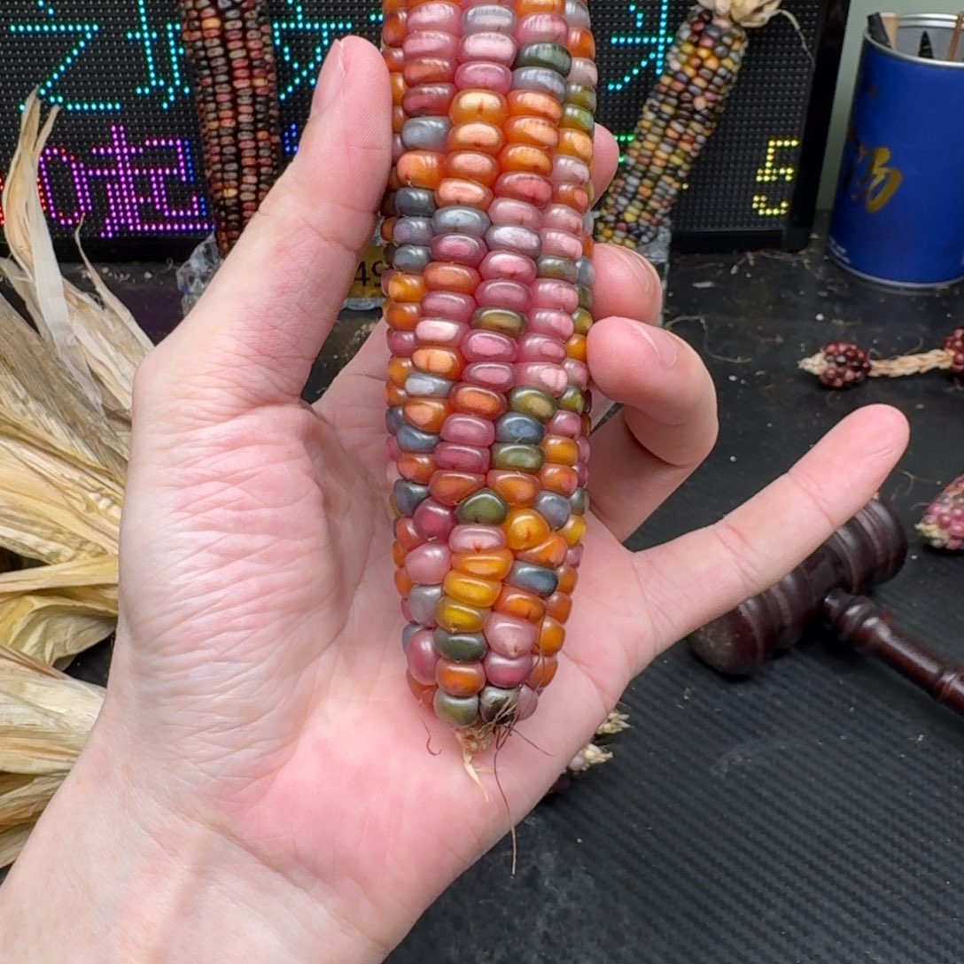 柏香籽/百香籽吊坠伴*