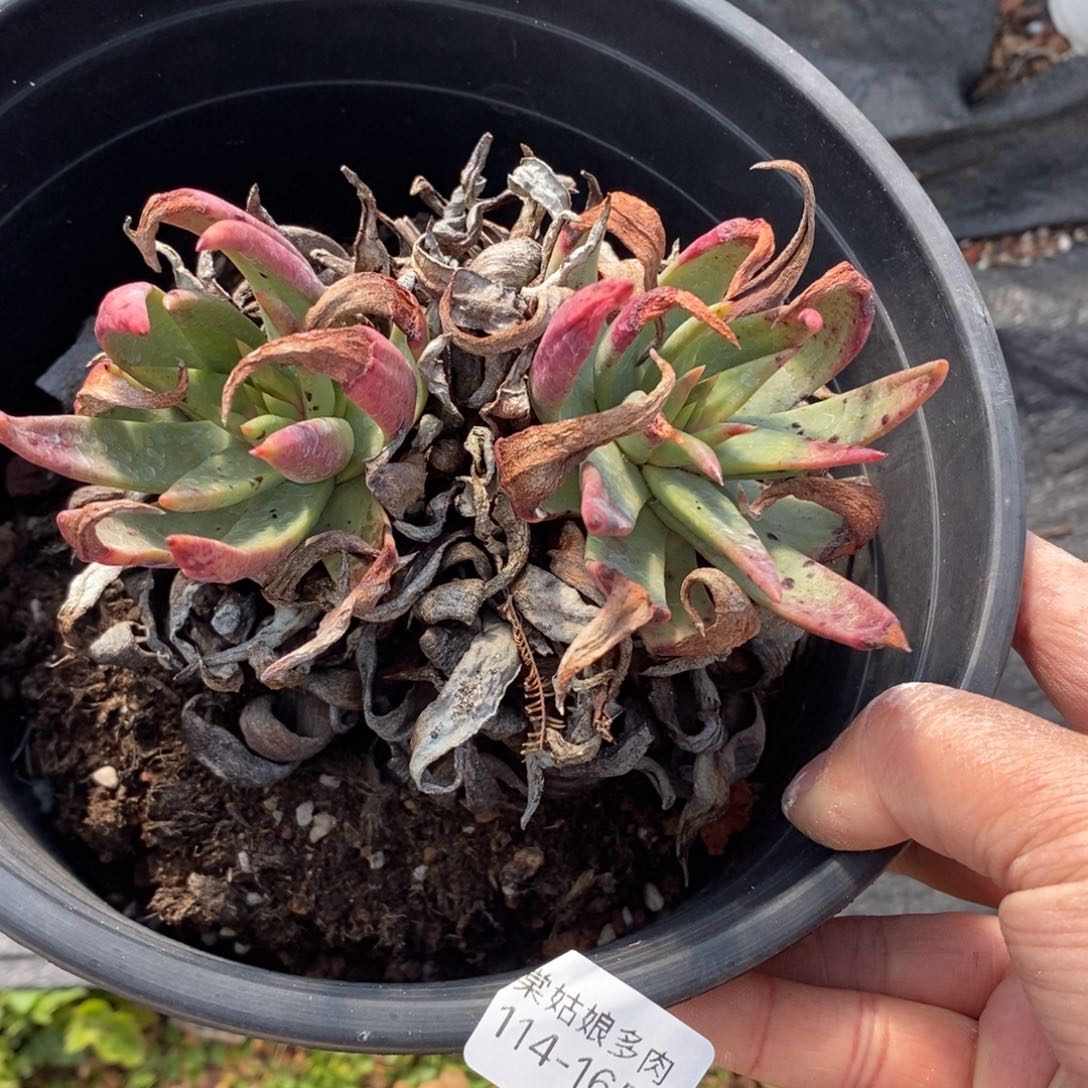 165号坎代小可爱呀