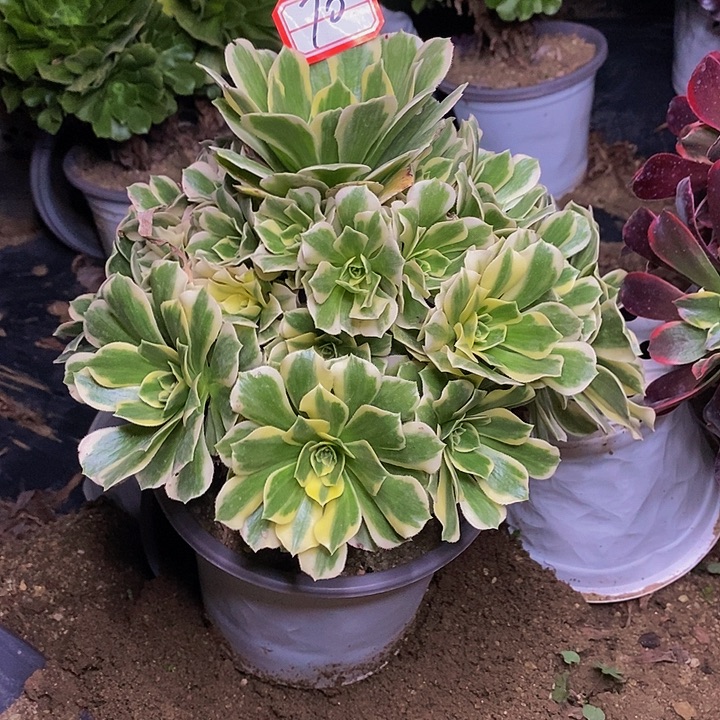 艳凝老桩捧花70号