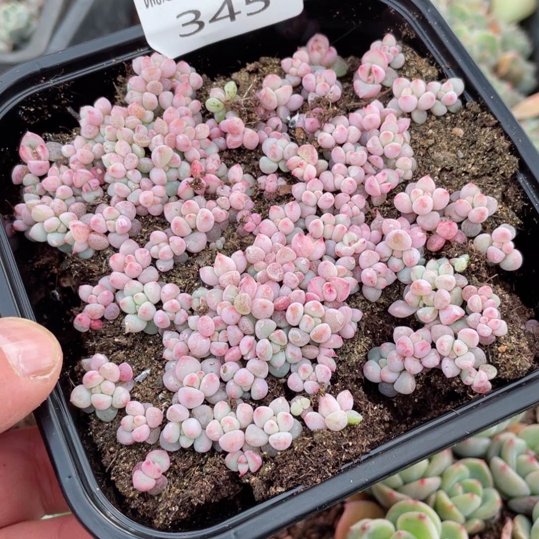 樱花奶量拍一份一盒345
