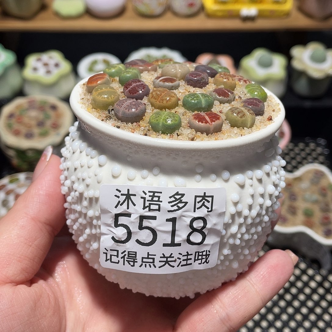 带盆土植物 一物一拍5518