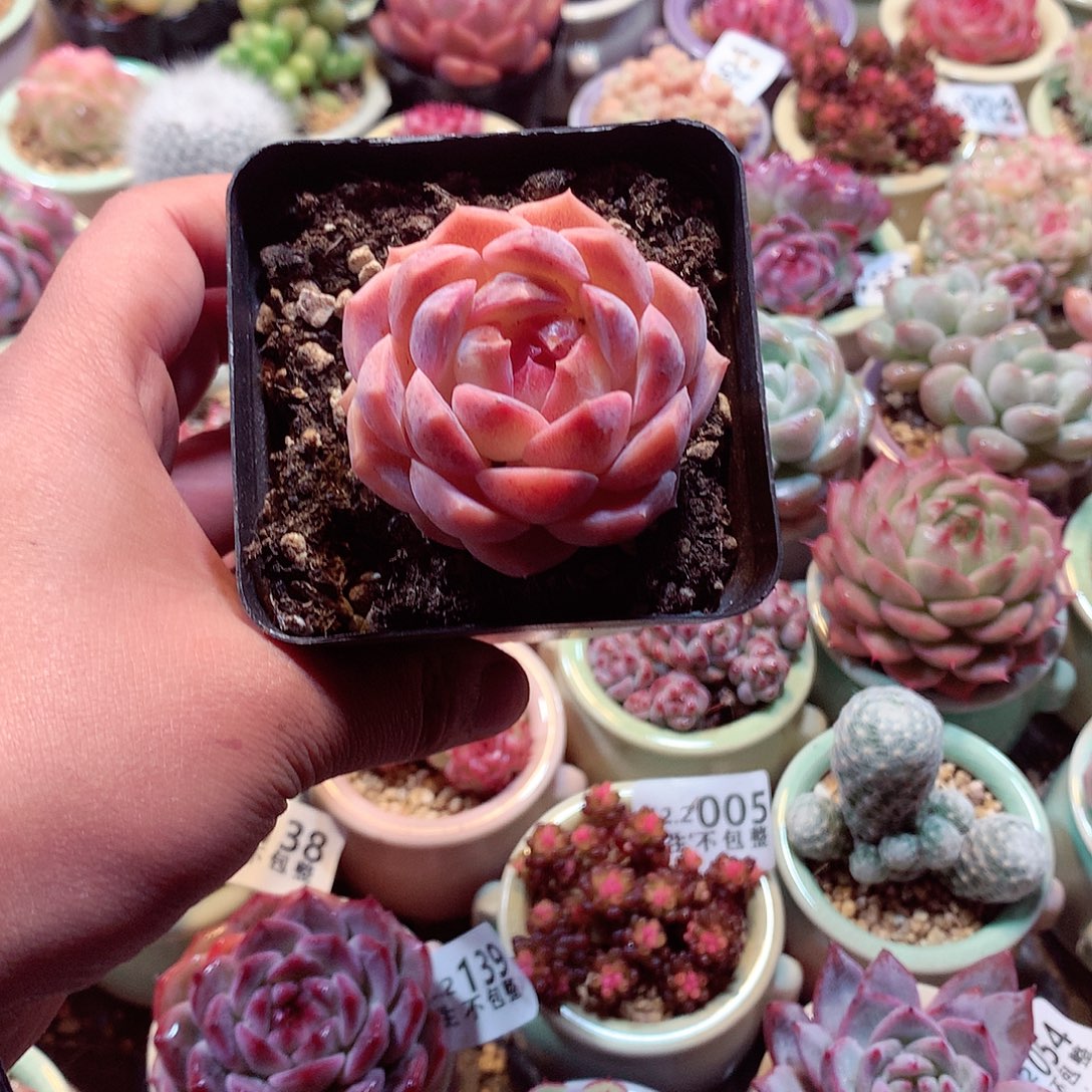 美肉肉哦哦哦哦哦哦哦